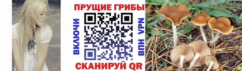 MEGA зеркало  Красный Сулин  Псилоцибиновые грибы MAGIC MUSHROOMS  что такое  